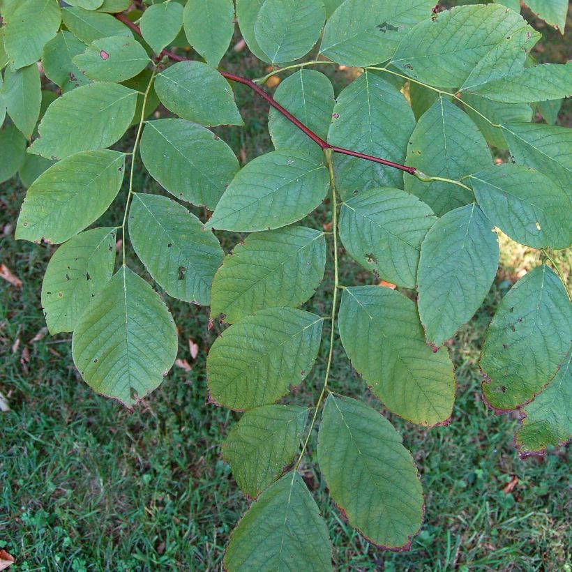 Cladrastis kentukea - Gelbholz (Foliage)