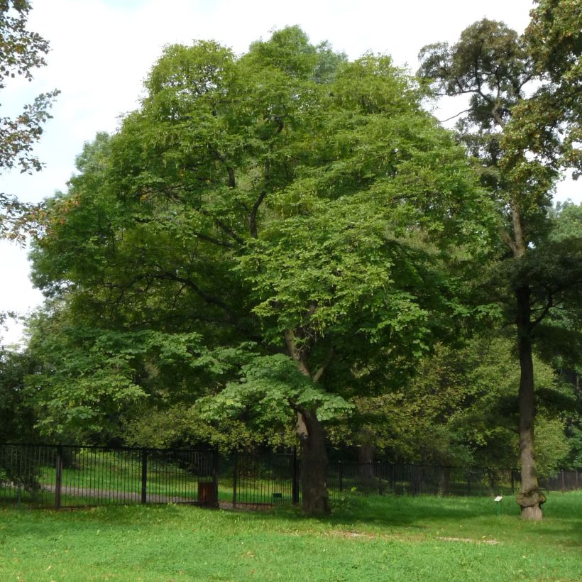 Cladrastis kentukea - Gelbholz (Plant habit)