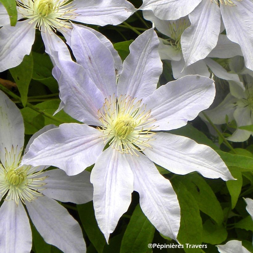Waldrebe Etoile Nacrée - Clematis (Flowering)