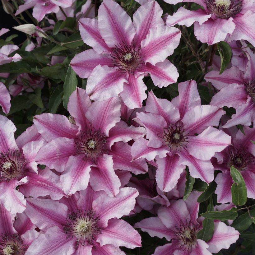 Waldrebe Isabella - Clematis (Flowering)