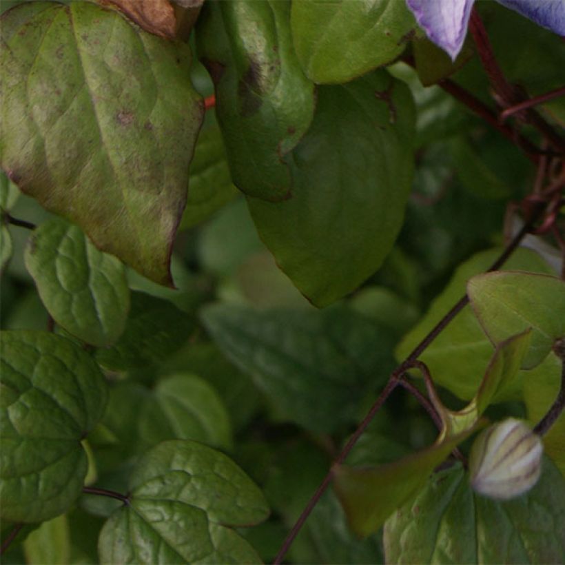 Clematis jackmanii Lucky Charm - Waldrebe (Foliage)