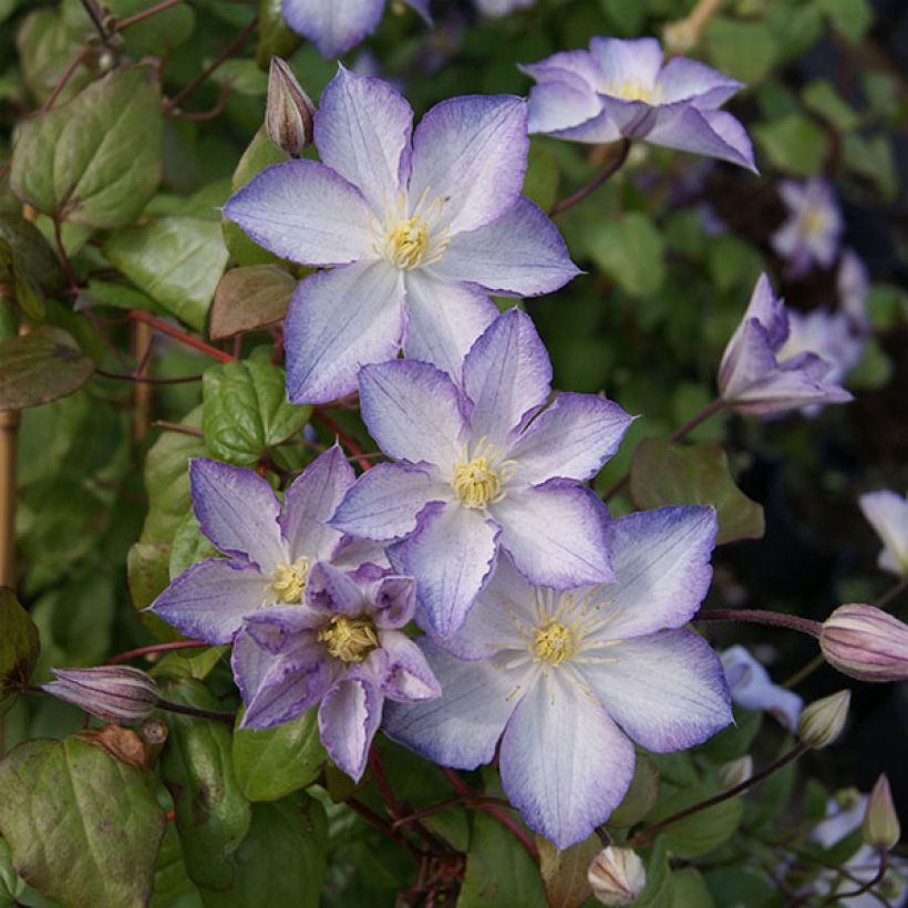 Clematis jackmanii Lucky Charm - Waldrebe (Flowering)