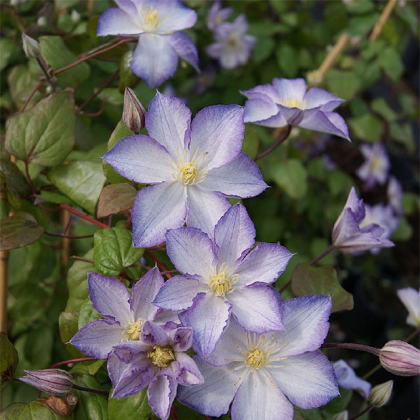 Clematis jackmanii Lucky Charm - Waldrebe (Plant habit)