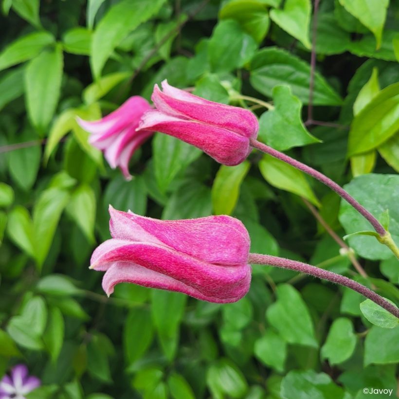 Clématite - Clematis texensis Notre-Dame de Paris (Blüte)