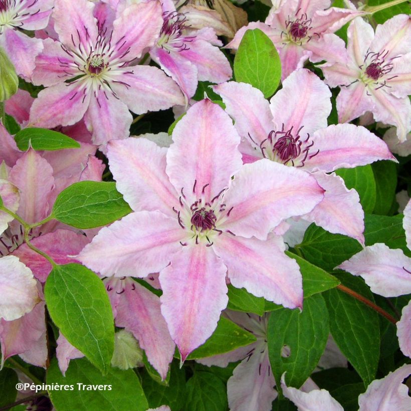 Waldrebe Pink Fantasy - Clematis (Flowering)