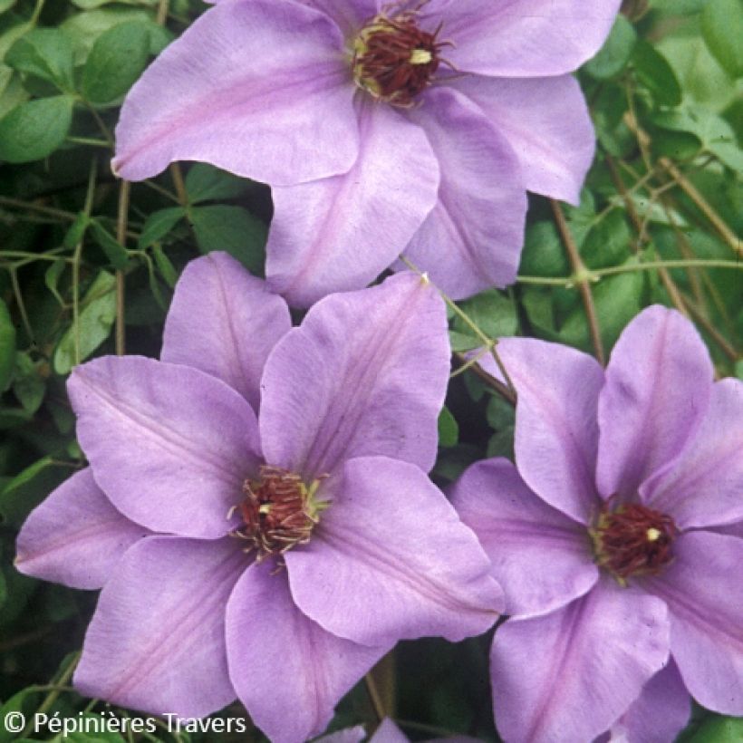 Waldrebe Ramona - Clematis (Blüte)