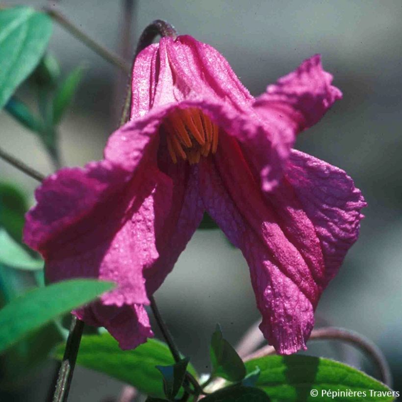 Waldrebe Savannah - Clematis (Blüte)