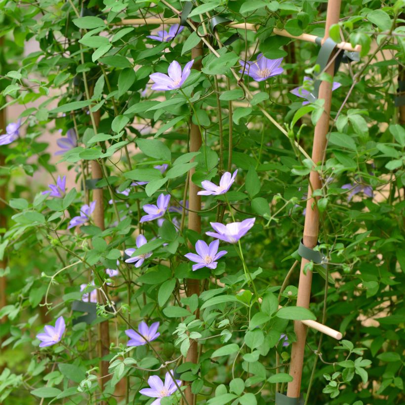Waldrebe Sugar Sweet - Clematis (Wuchs)