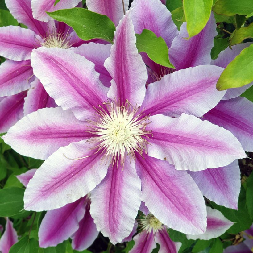 Waldrebe Sugar Candy - Clematis (Blüte)