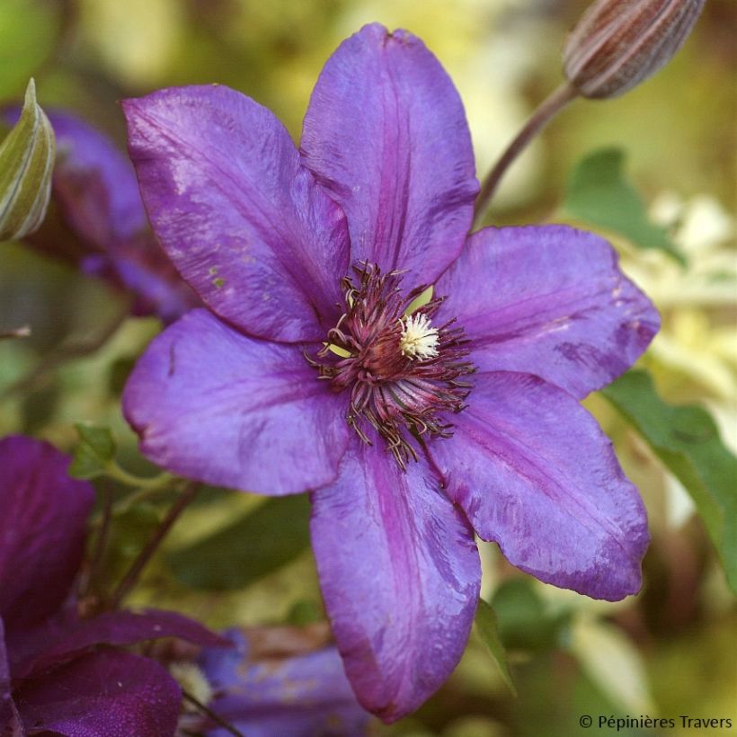 Waldrebe Versailles - Clematis (Blüte)