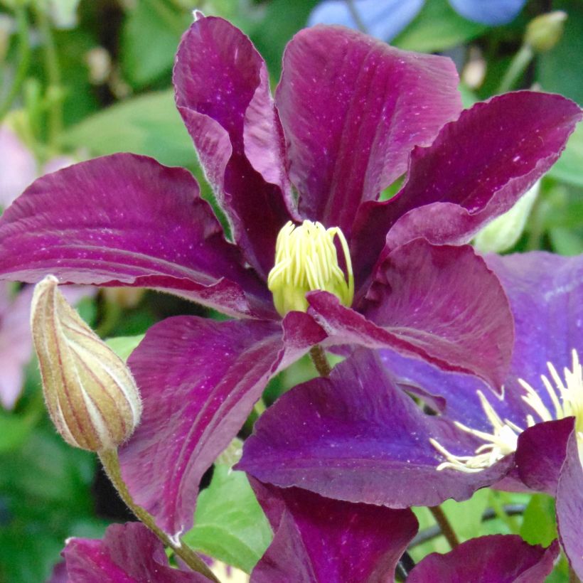Waldrebe Warszawska Nike - Clematis (Flowering)