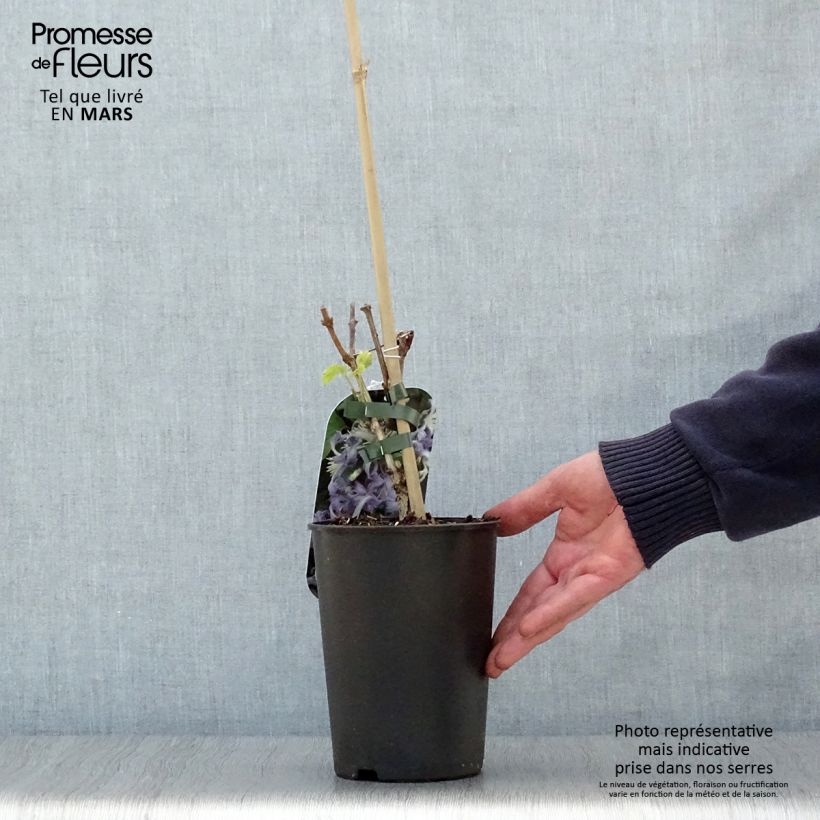 Example of Clematis heracleifolia Côte d'Azur - Stauden-Waldrebe Topf mit 2L/3L as you get in printemps