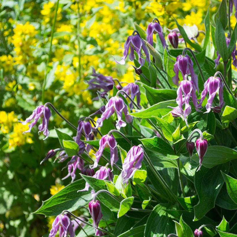 Clematis integrifolia Jessica - Stauden-Waldrebe (Wuchs)
