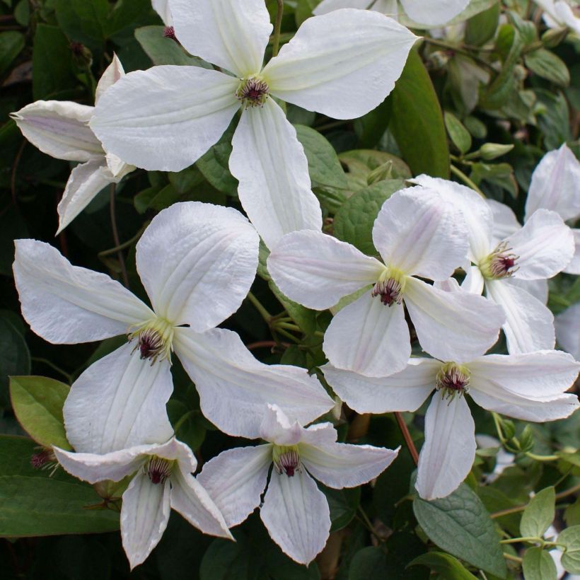 Clematis jackmanii Forever Friends - Waldrebe (Flowering)