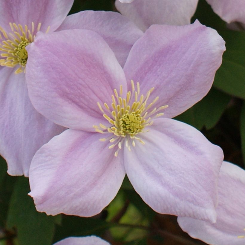 Waldrebe Pink Perfection - Clematis (Flowering)
