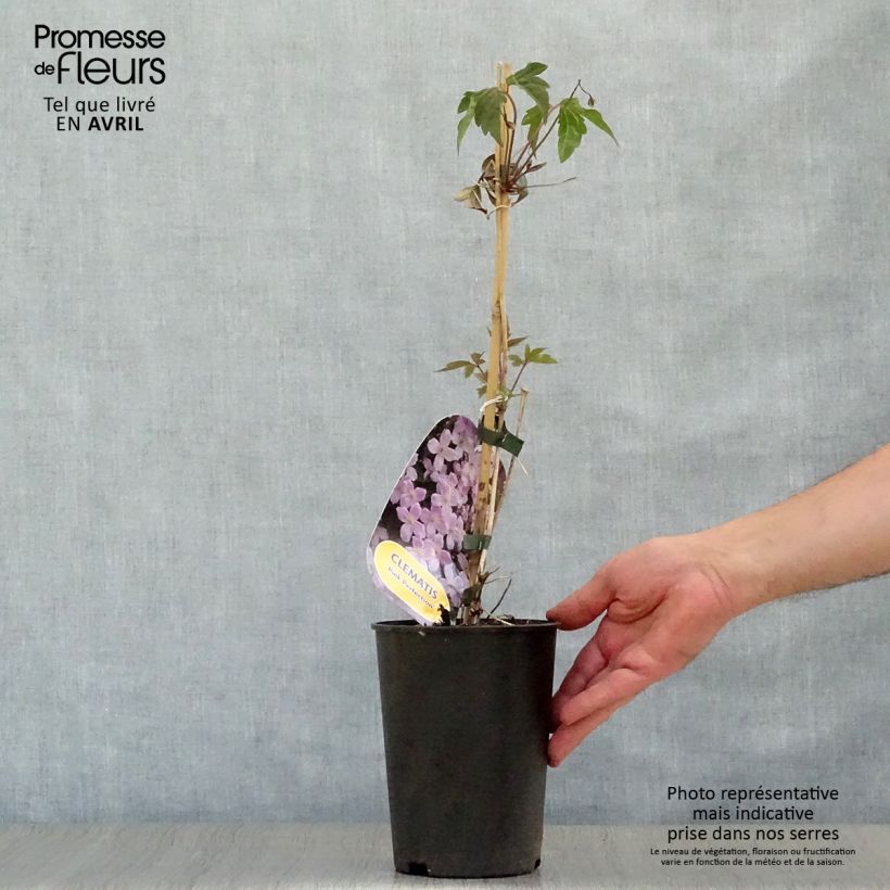 Example of Waldrebe Pink Perfection - Clematis Topf mit 1,5L/2L as you get in printemps