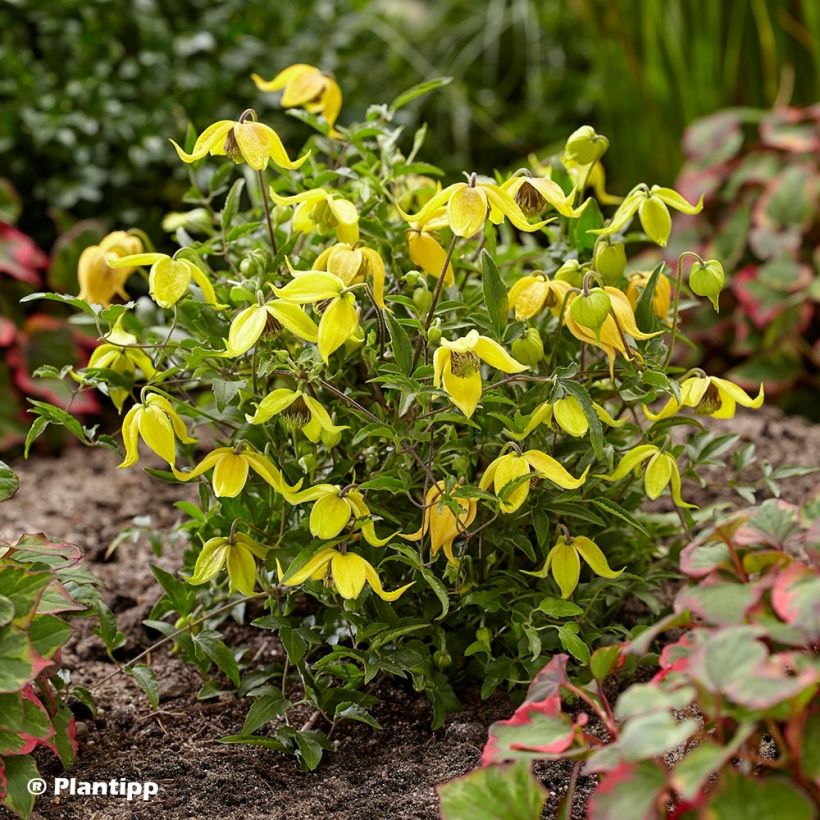 Clematis tangutica Little Lemons - Gold-Waldrebe (Wuchs)
