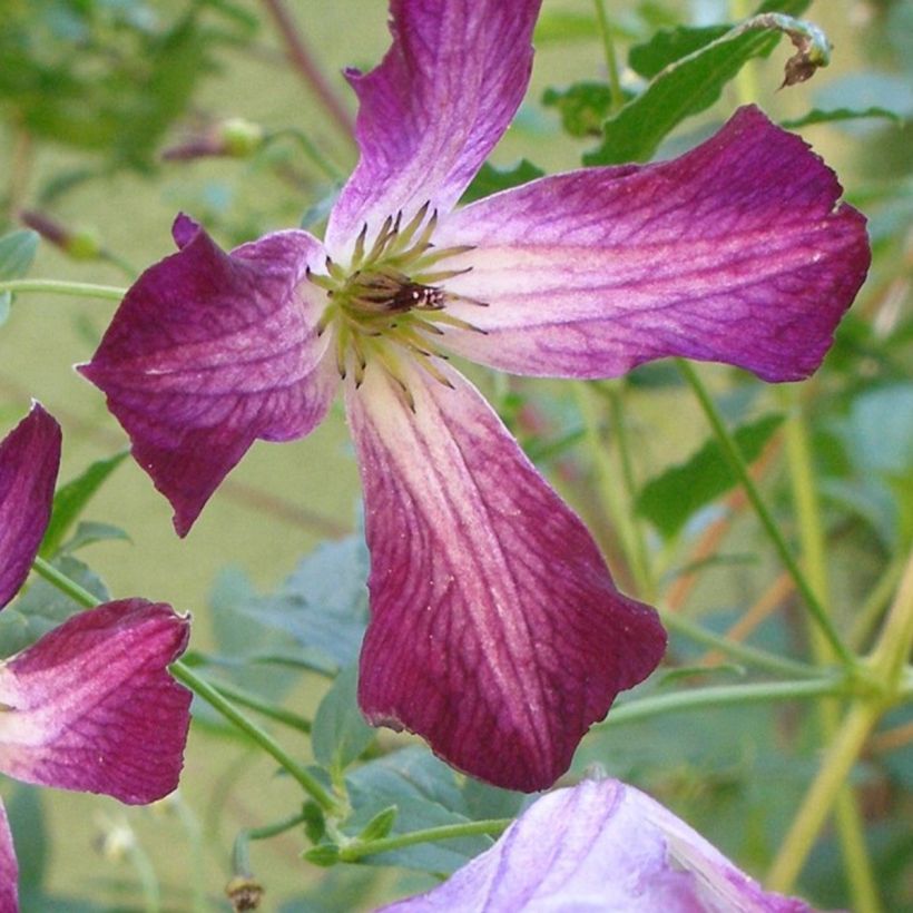 Clematis viticella Walemburg - Waldrebe (Flowering)