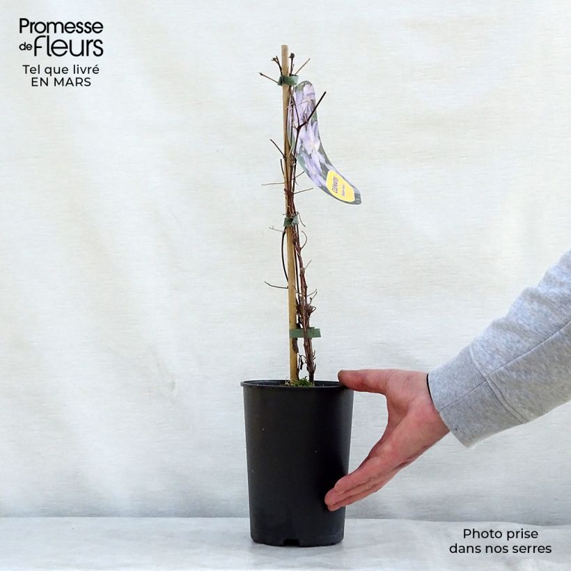 Exemplar von Waldrebe Blekitny aniol - Clematis Topf mit 1,5L/2L wie im Frühjahr geliefert