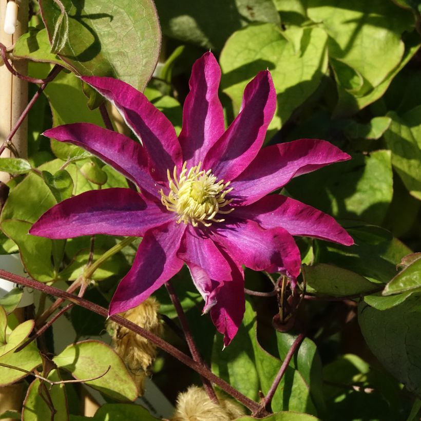 Clematis Abilène - Waldrebe (Blüte)