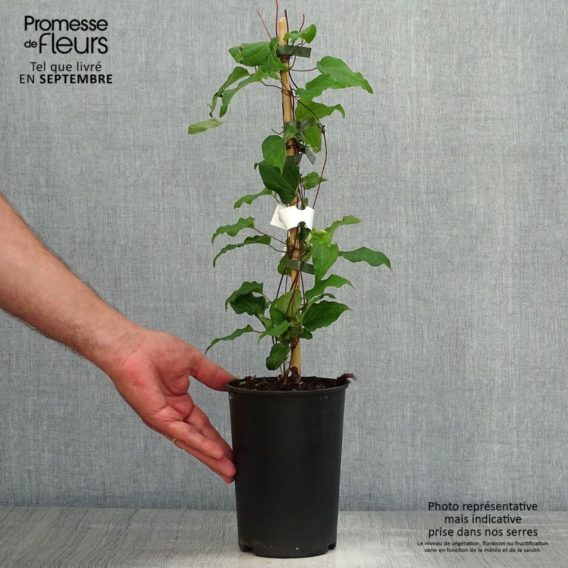Exemplar von Clematis Alice Fisk - Waldrebe Topf mit 2L/3L wie im Herbst geliefert