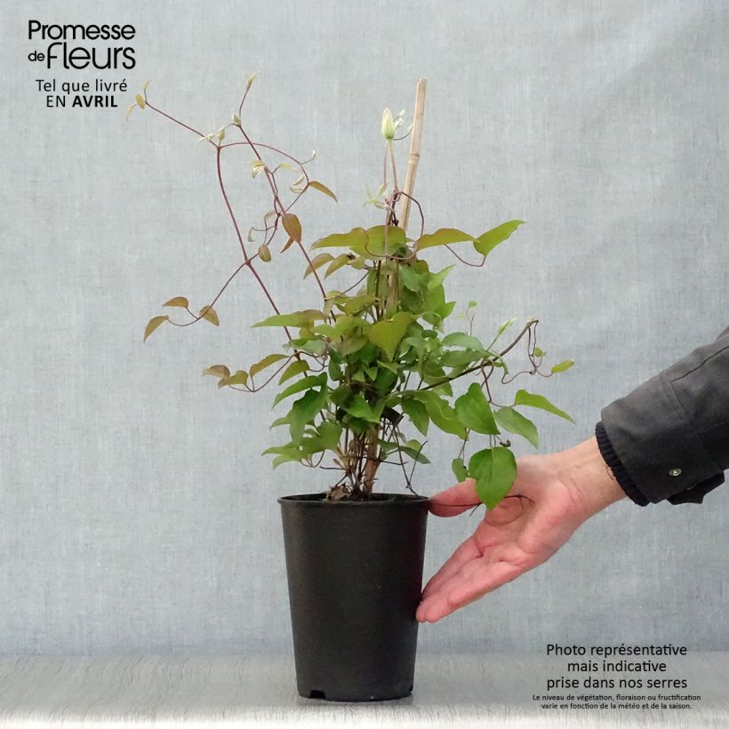 Exemplar von Clematis Alice Fisk - Waldrebe Topf mit 2L/3L wie im Frühjahr geliefert