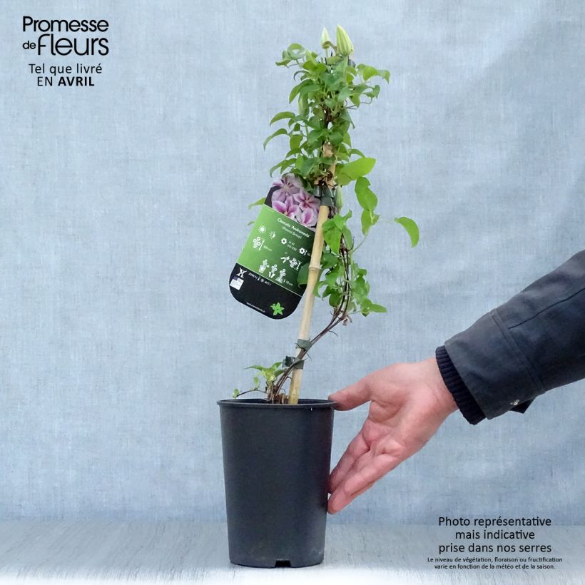 Exemplar von Waldrebe Andromeda - Clematis Topf mit 2L/3L wie im Frühjahr geliefert