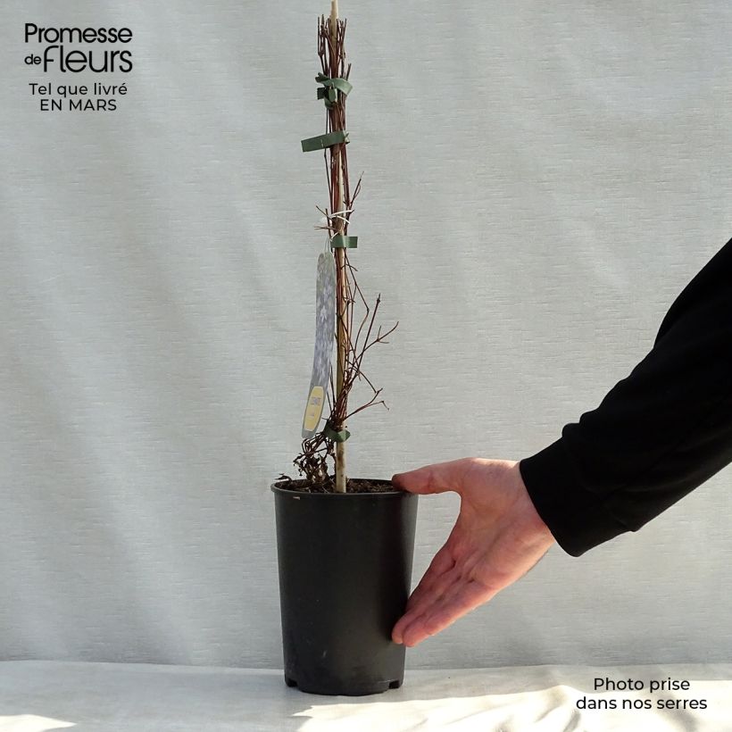 Exemplar von Waldrebe Arabella - Clematis Topf mit 1,5L/2L wie im Frühjahr geliefert