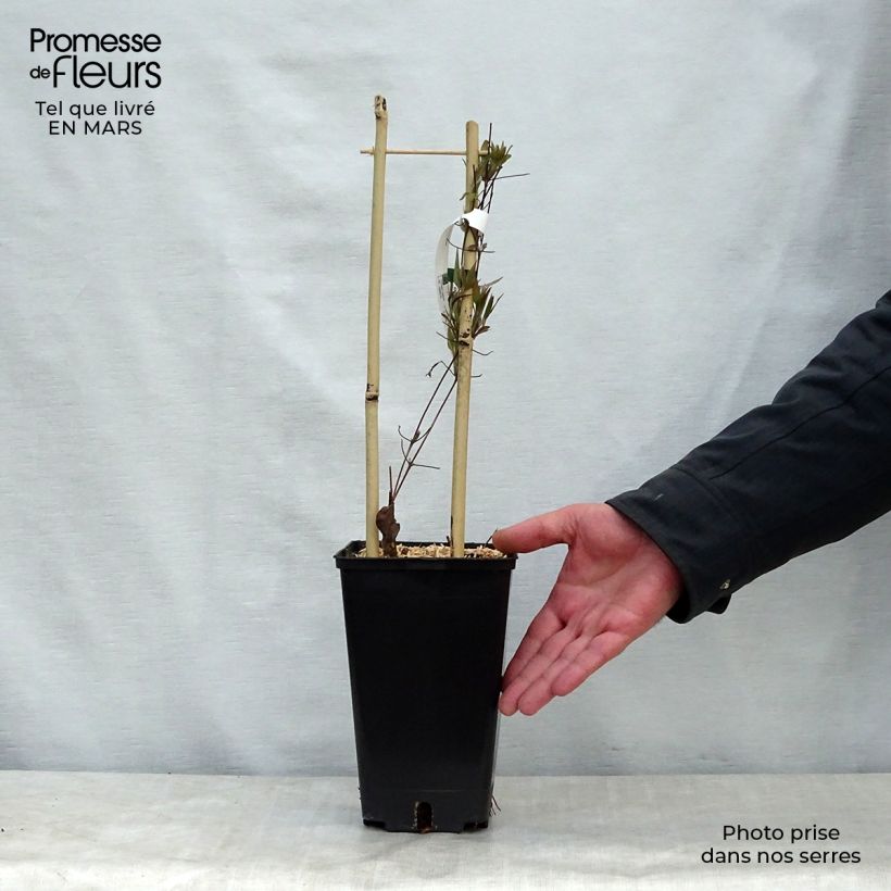 Example of Waldrebe Asao - Clematis Topf mit 2L/3L as you get in printemps