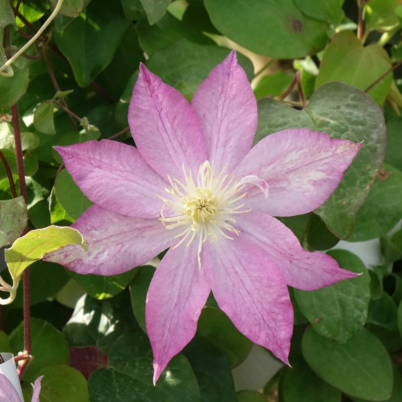 Waldrebe Asao - Clematis (Flowering)