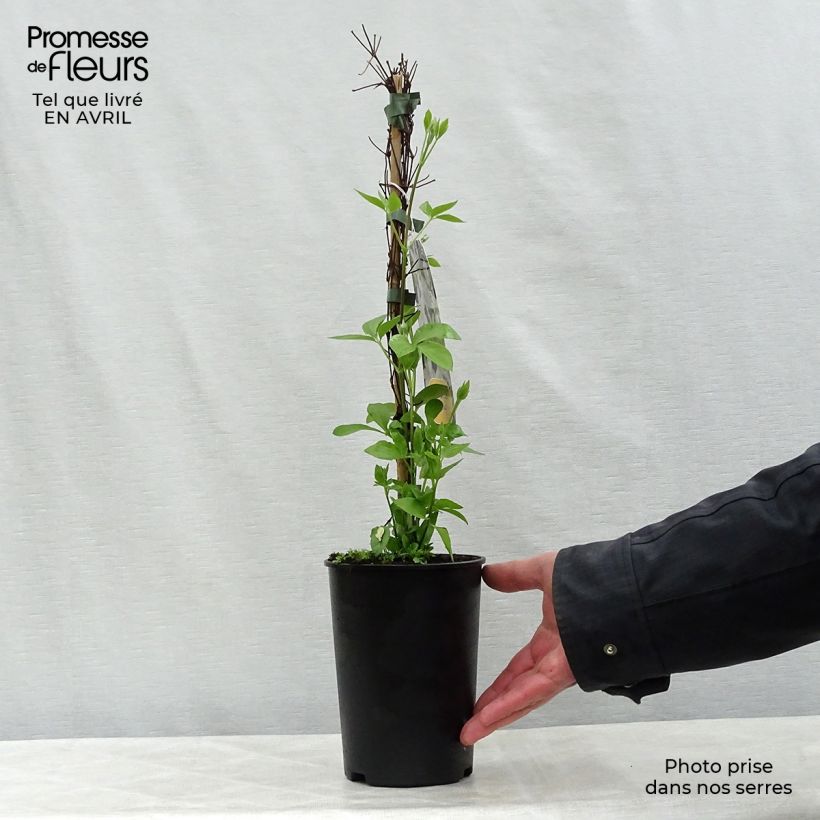 Exemplar von Clematis integrifolia Baby Star - Stauden-Waldrebe Topf mit 2L/3L wie im Frühjahr geliefert