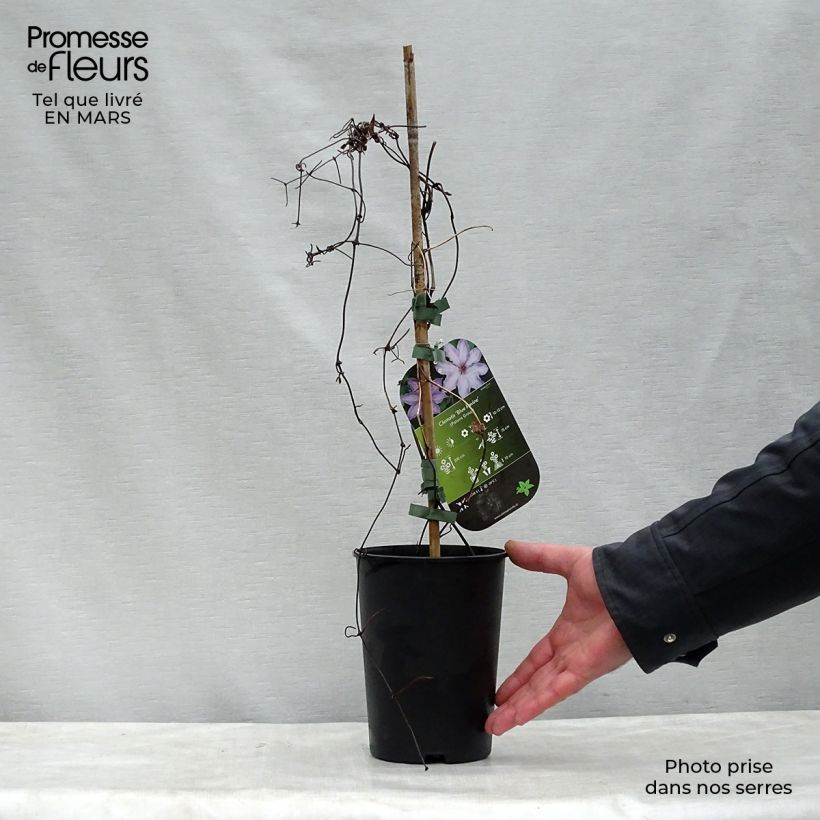 Exemplar von Waldrebe Blue Ravine - Clematis Topf mit 2L/3L wie im Frühjahr geliefert