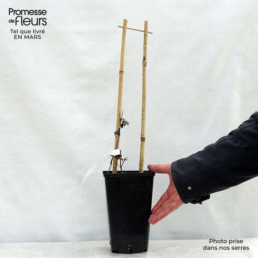 Example of Waldrebe Bourbon - Clematis Topf mit 2L/3L as you get in printemps