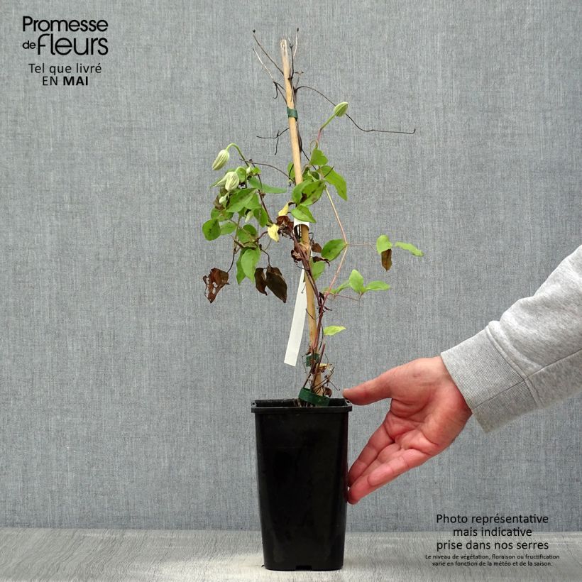 Exemplar von Waldrebe Cezanne - Clematis Topf mit 1,5L/2L wie im Frühjahr geliefert