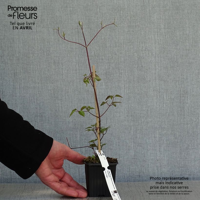 Exemplar von Waldrebe Comtesse de Bouchaud - Clematis Kleine Töpfe von 8/9 cm wie im Frühjahr geliefert