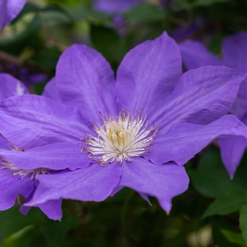 Waldrebe Couronne Royale - Clematis (Flowering)