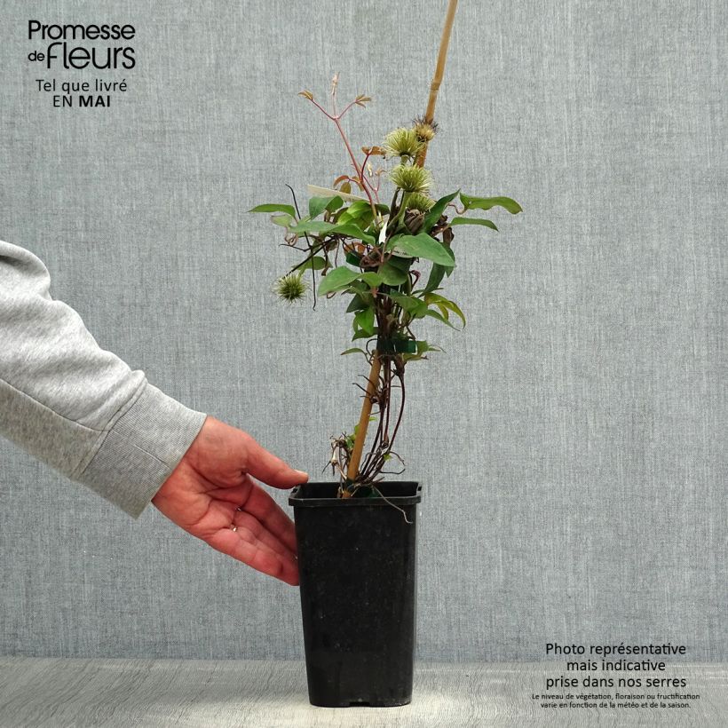 Example of Waldrebe Couronne Royale - Clematis Topf mit 1,5L/2L as you get in printemps