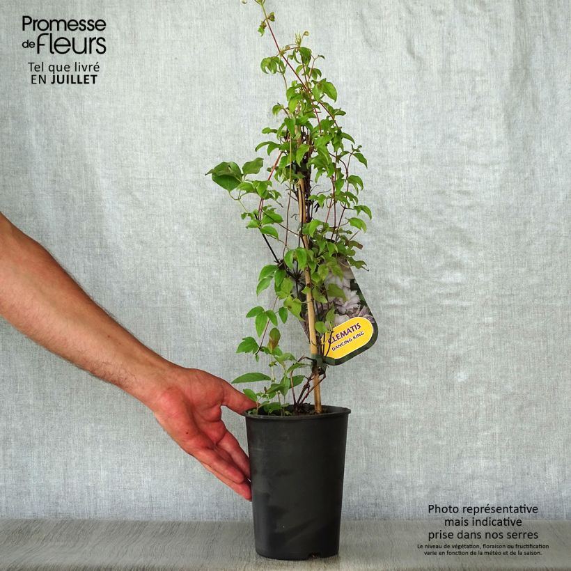 Exemplar von Waldrebe Dancing King - Clematis Topf mit 2L/3L wie im Sommer geliefert