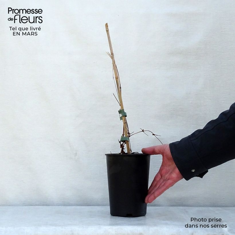 Example of Waldrebe Dancing Queen - Clematis Topf mit 2L/3L as you get in printemps