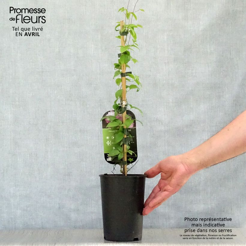 Example of Waldrebe Dancing Smile - Clematis Topf mit 2L/3L as you get in printemps