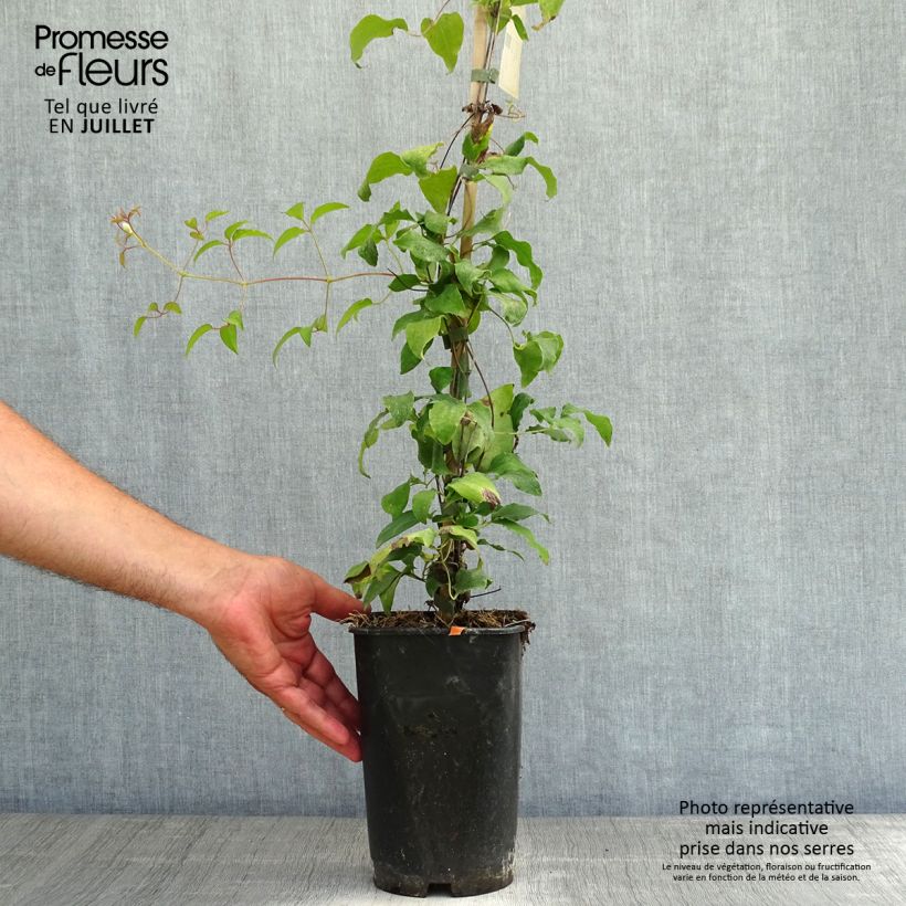 Exemplar von Waldrebe Diamantina - Clematis Topf mit 2L/3L wie im Sommer geliefert