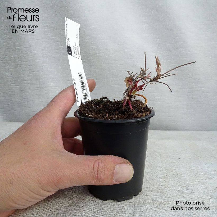 Exemplar von Waldrebe Docteur Ruppel - Clematis Kleine Töpfe von 8/9 cm wie im Frühjahr geliefert