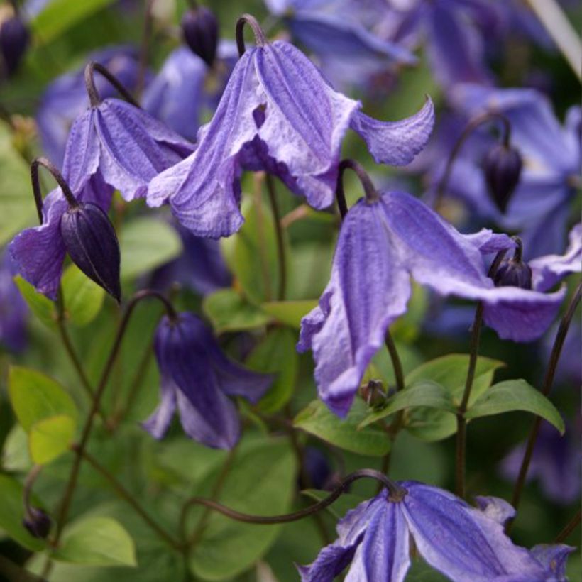 Waldrebe Eriostemon - Clematis (Flowering)