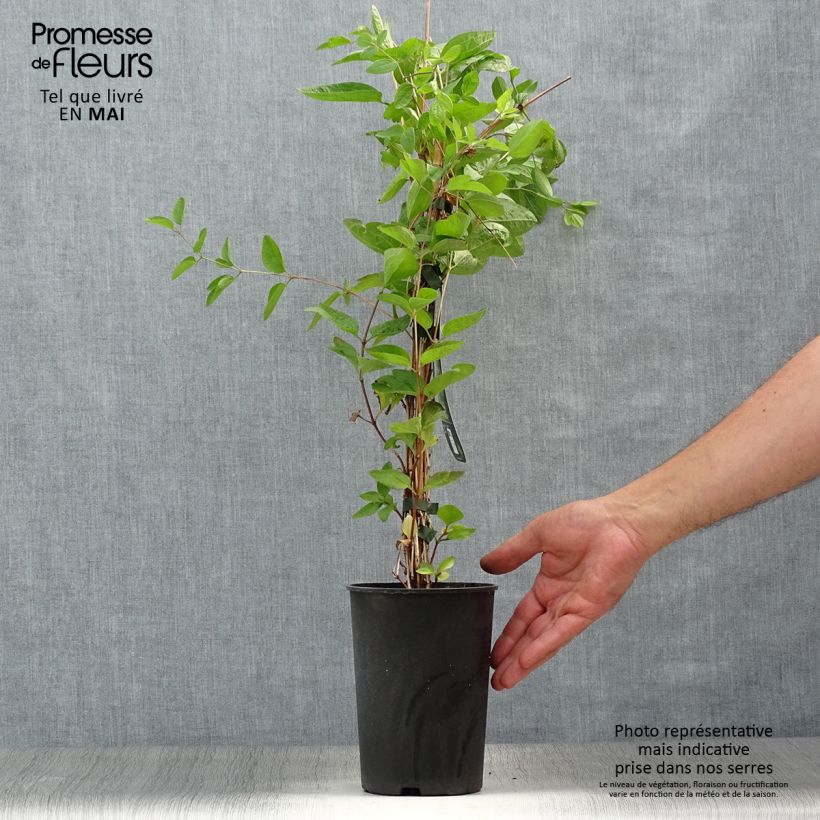 Example of Waldrebe Eriostemon - Clematis Topf mit 2L/3L as you get in printemps