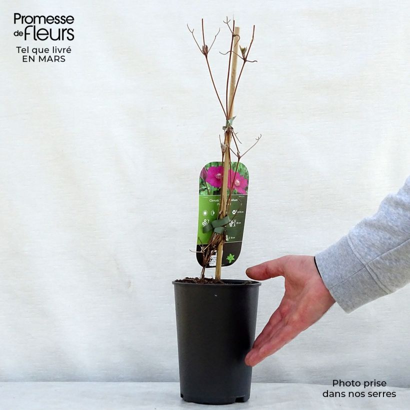 Exemplar von Clematis viticella Ernest Marckham - Waldrebe Topf mit 2L/3L wie im Frühjahr geliefert