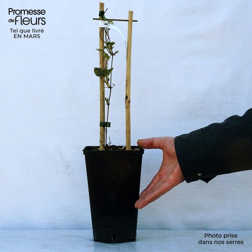 Example of Waldrebe Etoile Nacrée - Clematis Topf mit 2L/3L as you get in printemps