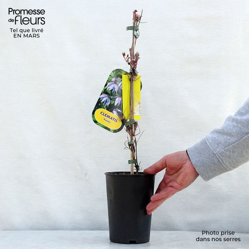 Example of Waldrebe Eximia - Clematis Topf mit 2L/3L as you get in printemps