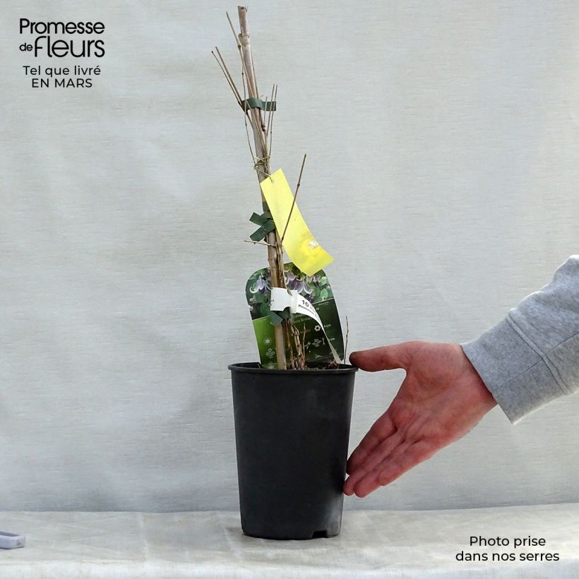 Exemplar von Waldrebe Fascination - Clematis Topf mit 2L/3L wie im Frühjahr geliefert