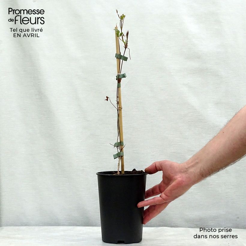 Example of Clematis florida Fond Memories - Waldrebe Topf mit 2L/3L as you get in printemps