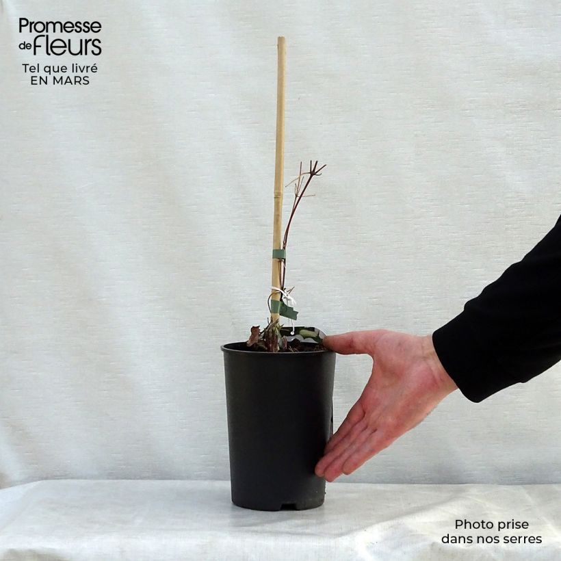 Example of Clematis jackmanii Forever Friends - Waldrebe Topf mit 2L/3L as you get in printemps